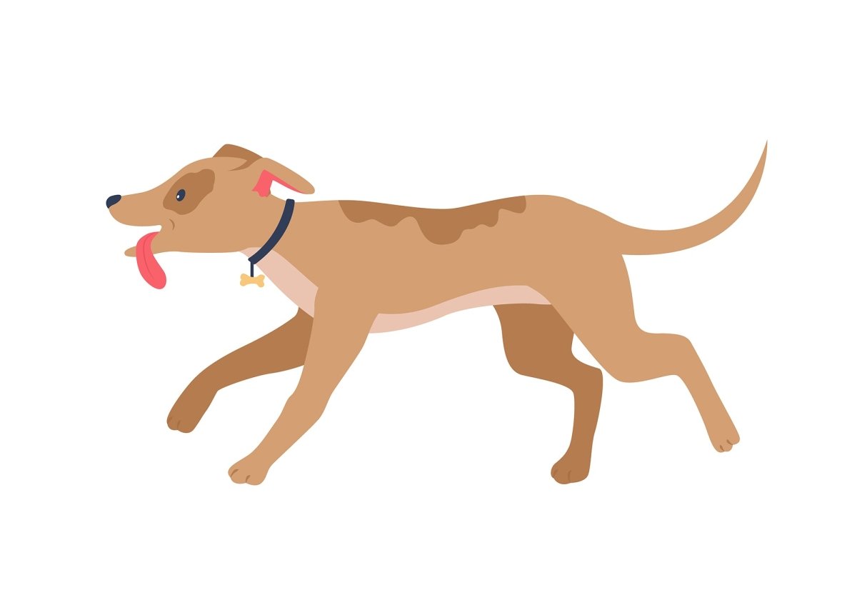 Various dog breeds flat color vector detailed character set
