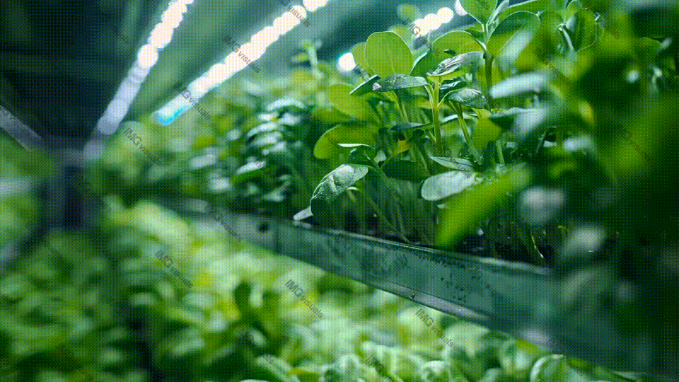 Lush green sprouts in indoor hydroponic farming system video animation, ai generated