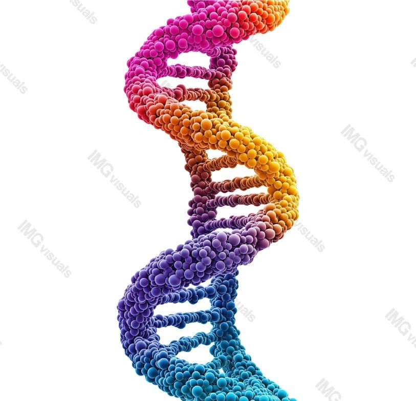 Abstract molecular DNA model transparent image, ai generated. Double helix isolated cutout 3d render. Colorful gradient spheres. Evolution, scientific research cut out clipart design element png