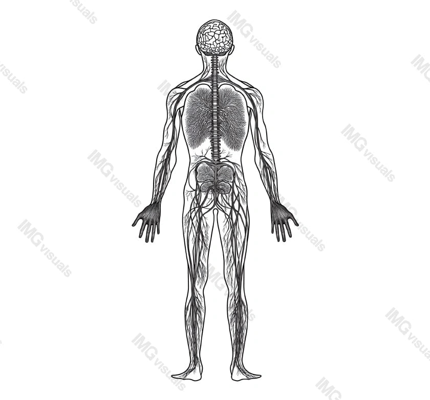 Black and white anatomical human nervous system diagram transparent image, ai generated. Brain, spinal cord, peripheral nerves isolated cutout. Anatomy reference cut out clipart design element png