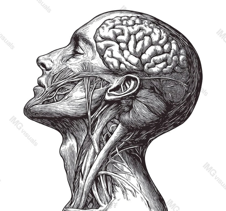 Detailed hand-drawn anatomical head and brain study transparent image, ai generated. Facial muscles with intricate shading isolated cutout. Medical engraving cut out clipart design element png