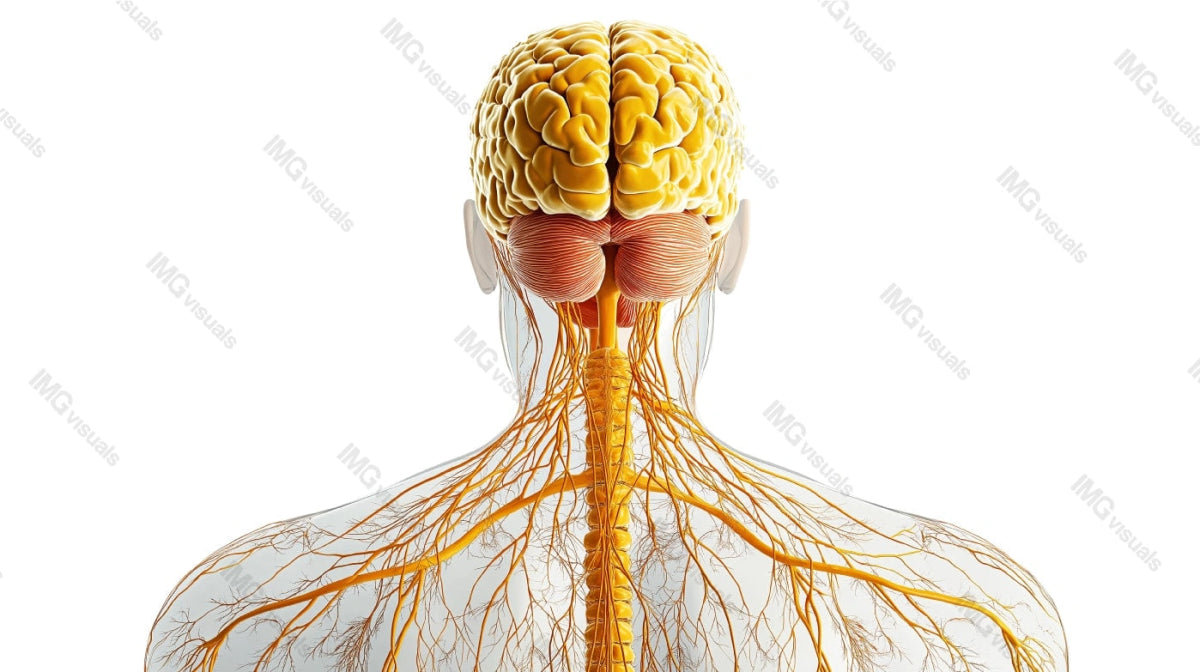 Human nervous system back view anatomical transparent image, ai generated. Brain, spinal cord, cranial nerves isolated cutout 3d render. Anatomy study backview cut out clipart design element png