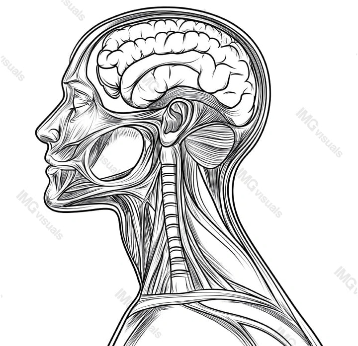 Line art anatomy of human head transparent image, ai generated. Lineart anatomical brain, spinal cord, muscle structure isolated cutout. Medical side profile cut out clipart design element png