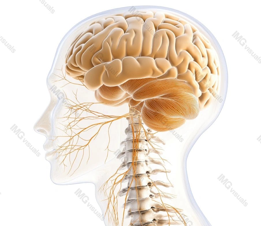 Medical profile head with brain and nerves transparent image, ai generated. Spinal cord, nervous system, anatomy isolated cutout 3d render. Healthcare education cut out clipart design element png