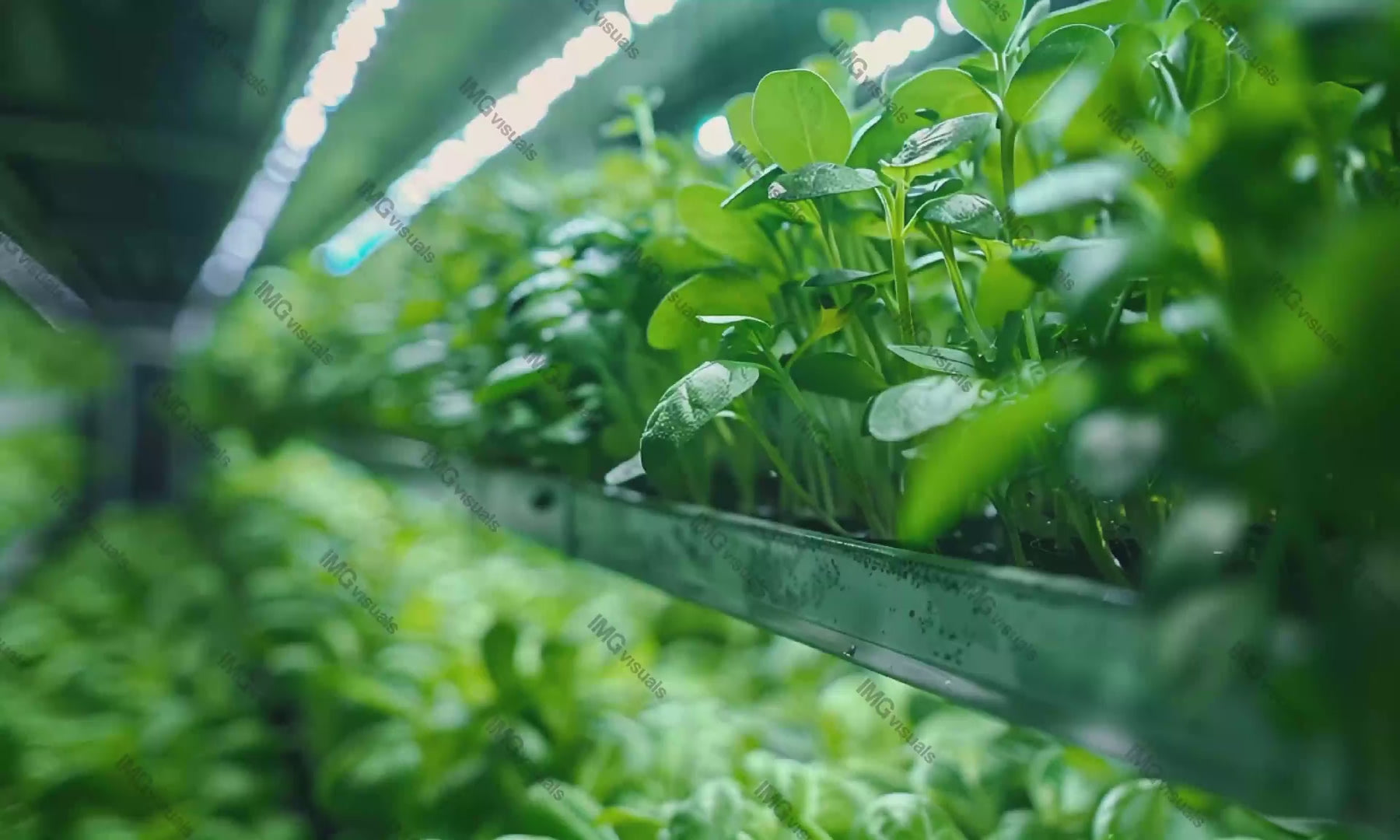 Lush green sprouts in indoor hydroponic farming system video animation, ai generated. Artificial lighting plants animated footage HD clip seamless motion graphics. Sustainable agriculture concept