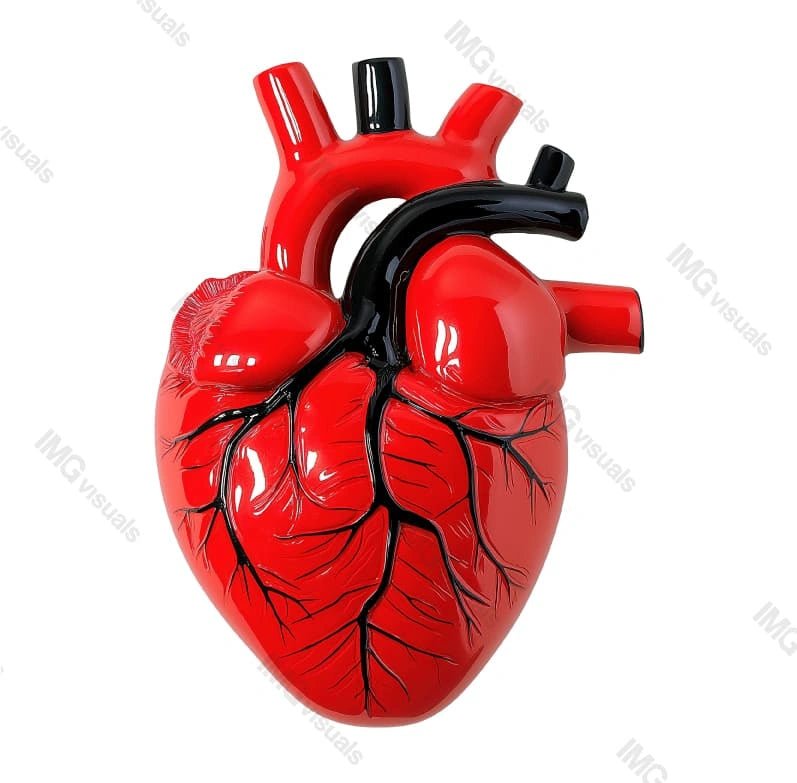 Stylized glossy red anatomical heart model with black veins transparent image, ai generated. Cardiovascular structure isolated cutout 3d render. Medical study cut out clipart design element png
