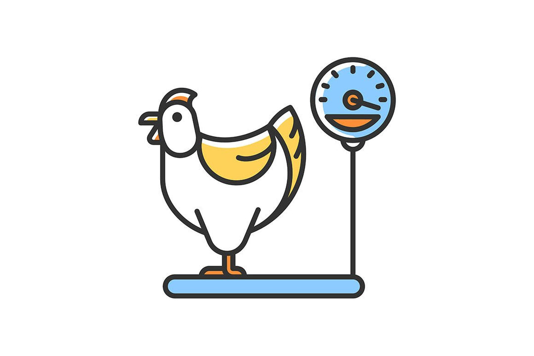 Farm birds for poultry RGB color icons set