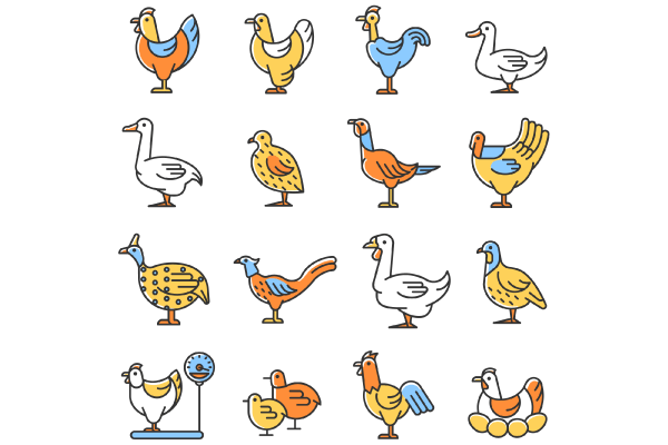 Farm birds for poultry RGB color icons set