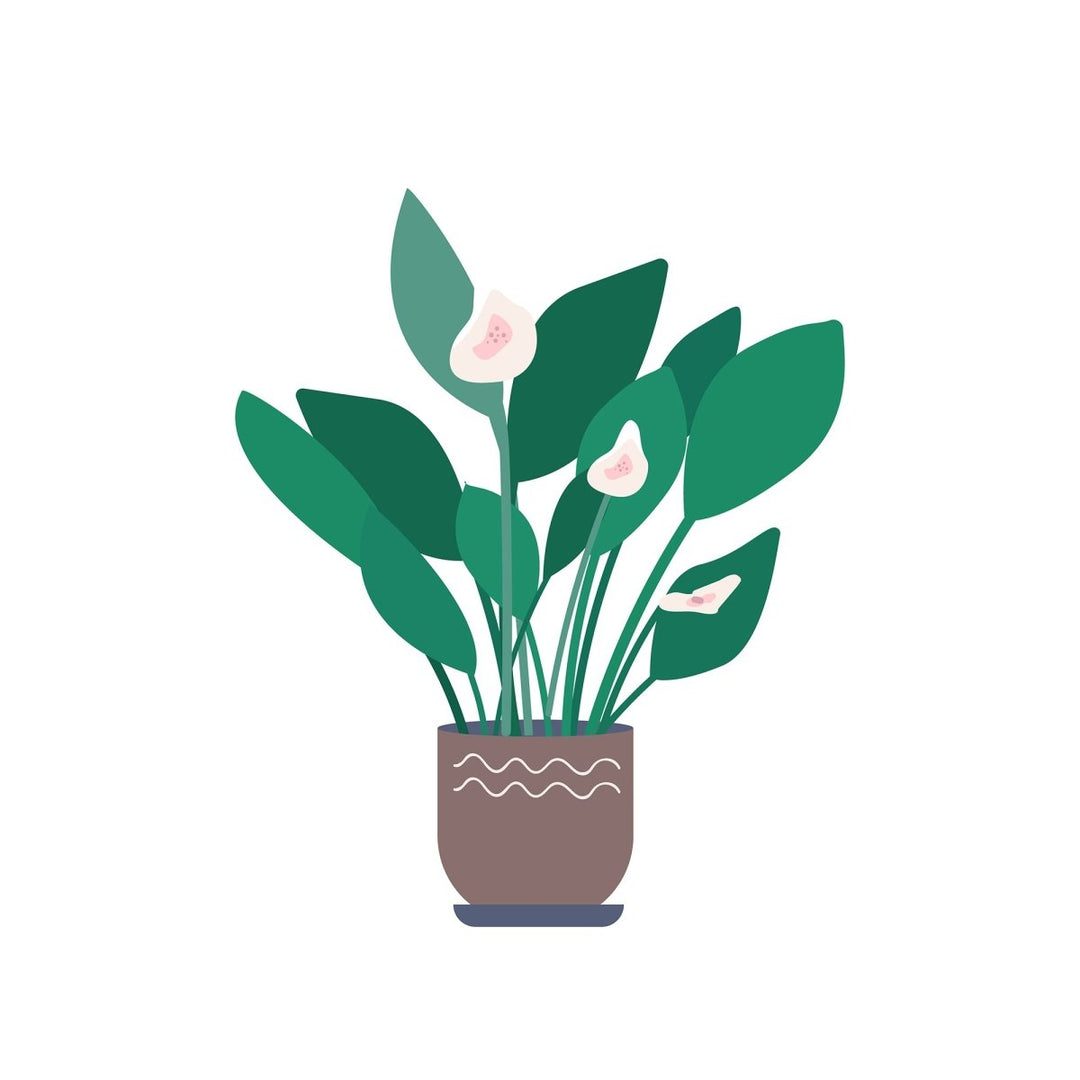 Plant illustrations bundle