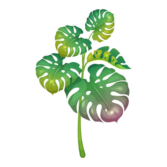 Plant illustrations bundle