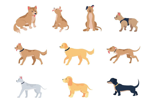 Various dog breeds flat color vector detailed character set