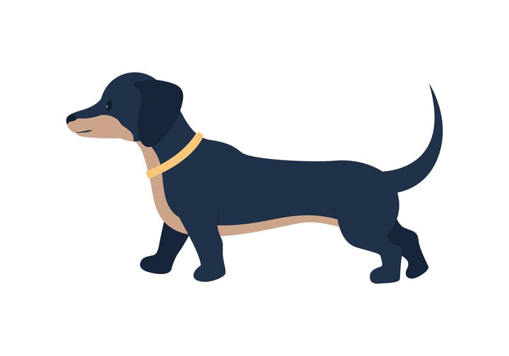 Various dog breeds flat color vector detailed character set