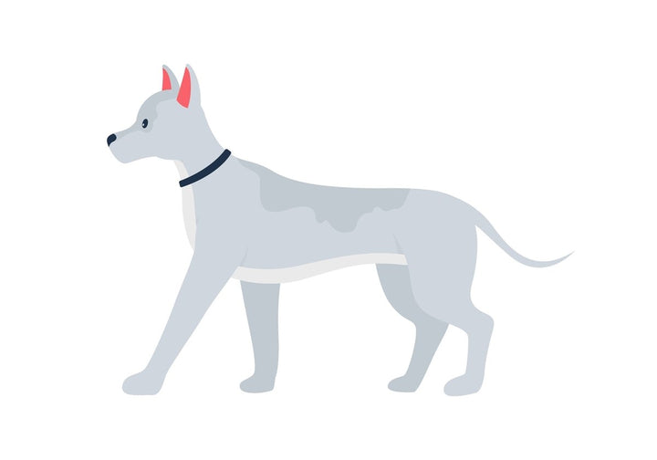Various dog breeds flat color vector detailed character set